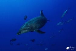 Bottlenose Dolphin taken with Sony RX-100 at Socorro Isla... by Eric Addicott 